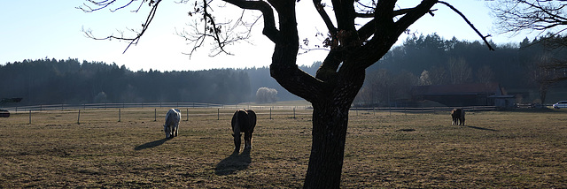 Pferde im Gegenlicht