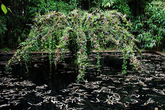 Le jardin de la fontaine anémone .