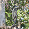 Great blue heron