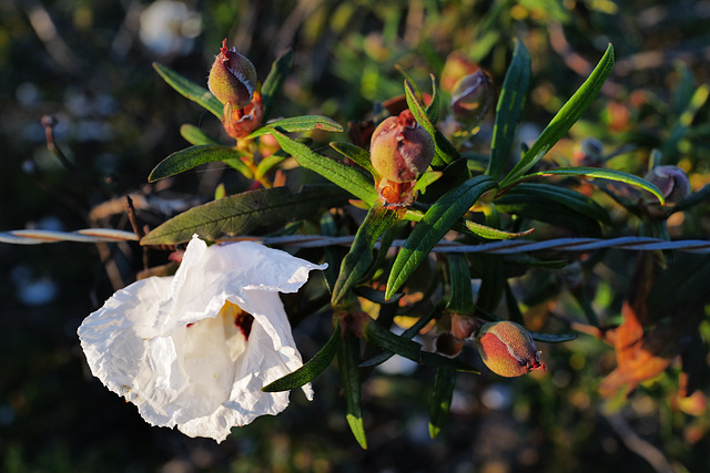 Cistus ladanifer, Penedos, HFF Cistus ladanifer, Penedos, HFF