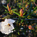 Cistus ladanifer, Penedos, HFF