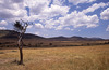 African savanna with Cheetah