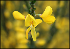 Cytisus scoparius (8)