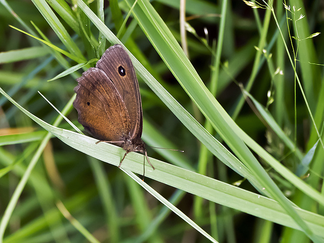 With closed wings for the wind