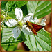Bug on a flower