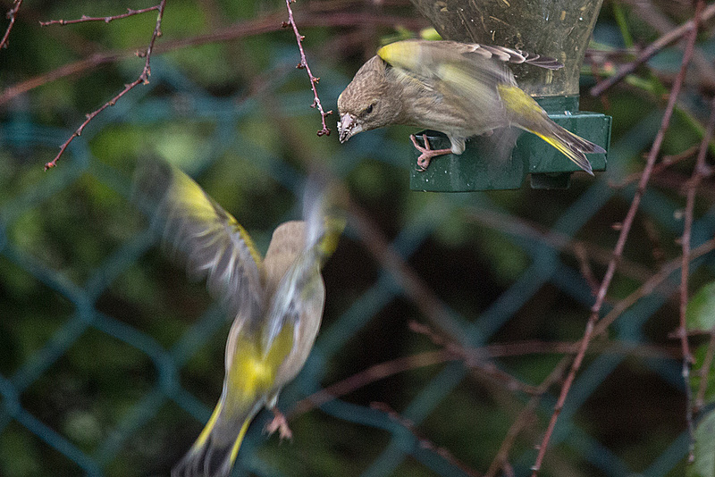 20150129 6735VRTw [D~RI] Grünfink (Carduelis chloris), Rinteln