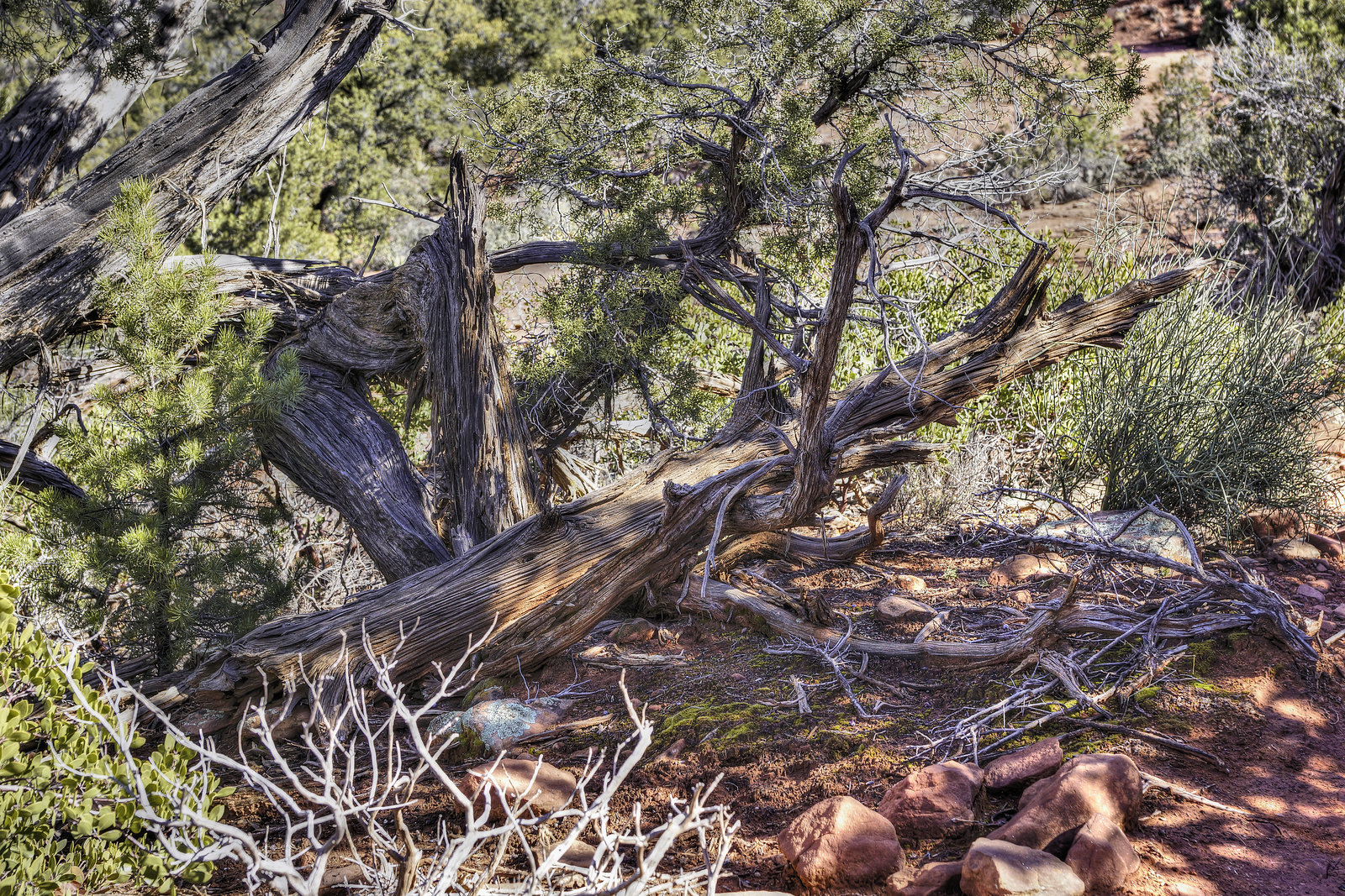 Fire Wood – Courthouse Butte Trail, Sedona, Arizona