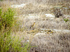 Norther Wheatear in Autumn/winter plumage (Oenanthe oenanthe) Alvor estuary (2011)