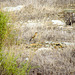 Norther Wheatear in Autumn/winter plumage (Oenanthe oenanthe) Alvor estuary (2011)