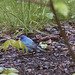 Indigo Buntings