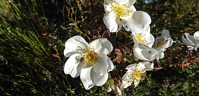 20200521 7655CPw [D~MI] Bibernell-Rose (Rosa spinosissima), Seidenhaariger Schnellkäfer (Prosternon tesselatum), Hille