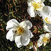 20200521 7655CPw [D~MI] Bibernell-Rose (Rosa spinosissima), Seidenhaariger Schnellkäfer (Prosternon tesselatum), Hille