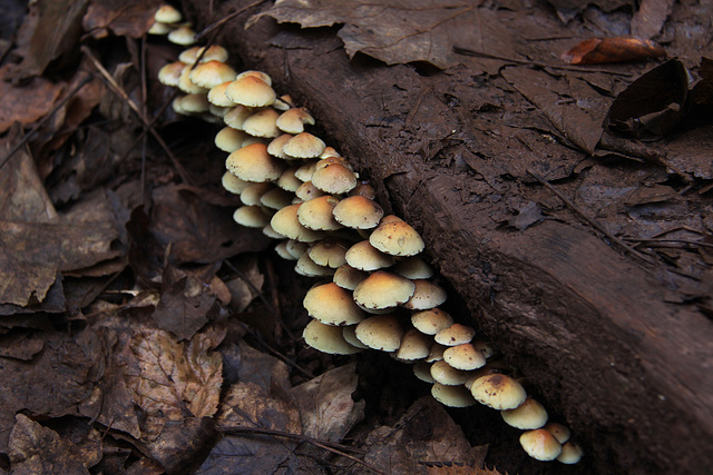 Dinas Powys Woods