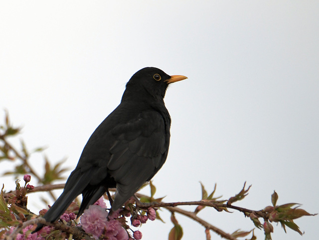 Eine Amsel im Kirschbaum