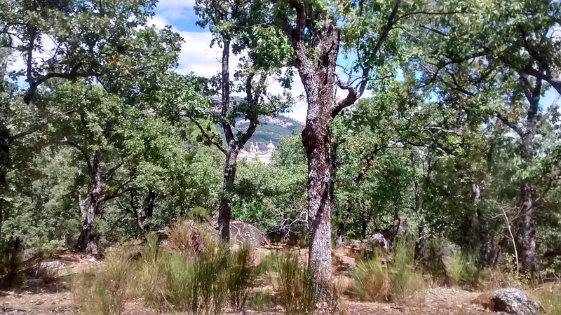 San Lorenzo de El Escorial, peeking through the trees.