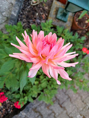 The only dahlia that bloomed in the darker flowerbed of my garden