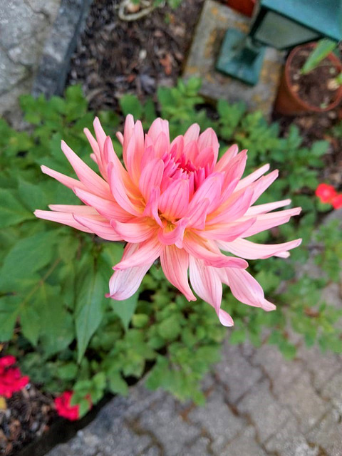 The only dahlia that bloomed in the darker flowerbed of my garden