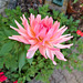 The only dahlia that bloomed in the darker flowerbed of my garden