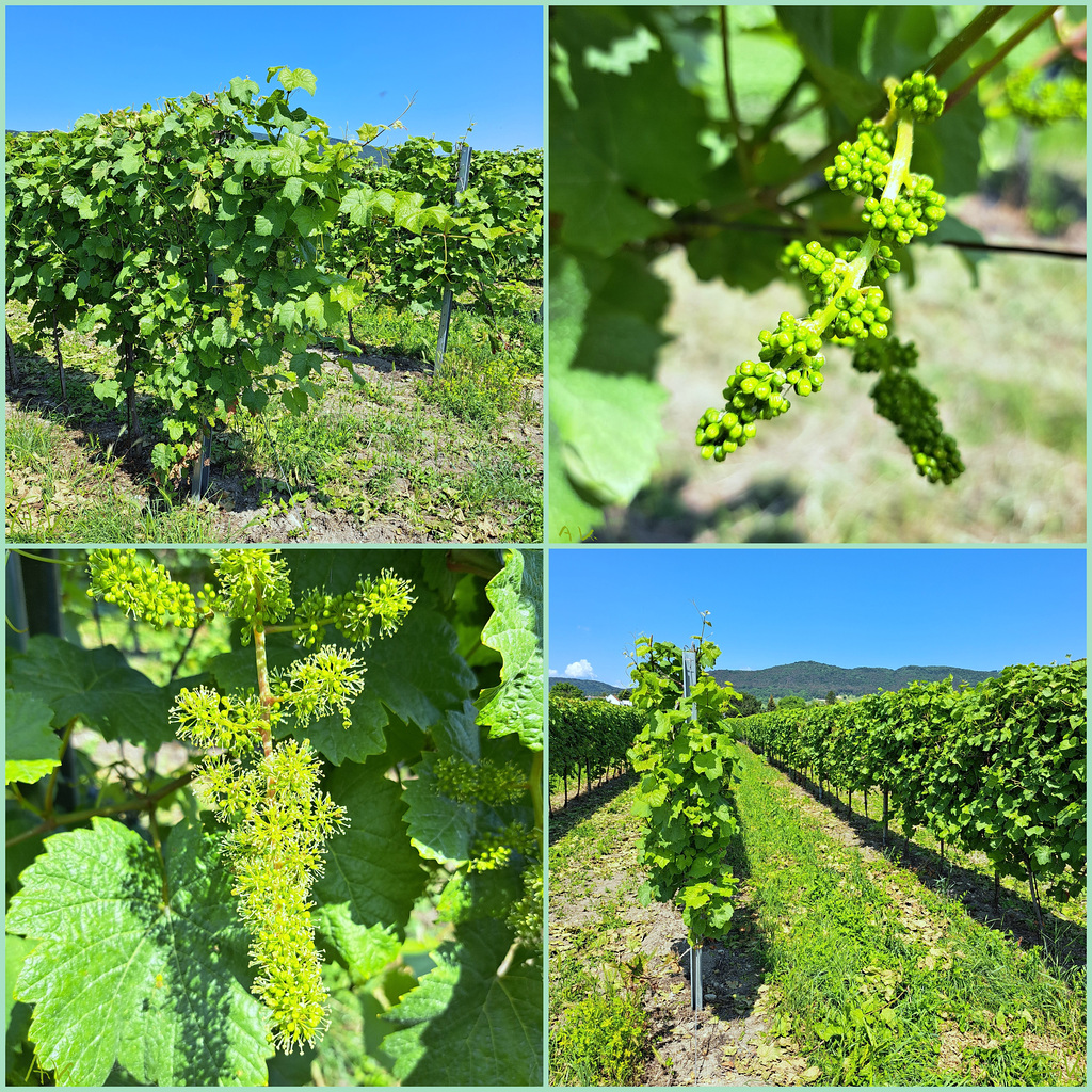 Wein