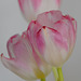 Tulpe 2