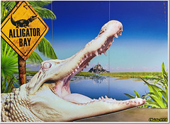 Univers inattendu - Alligator Bay.