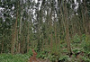 Es riecht nach Eukalyptus!  The forest smells of Eucalyptus! Please enlarge