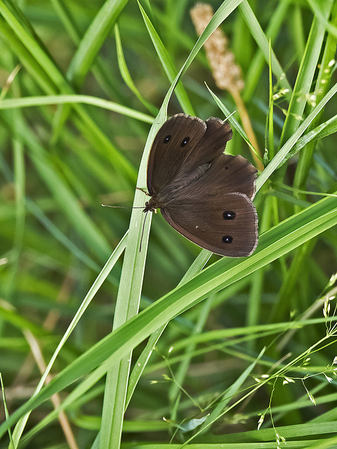 With open wings for the tranquility