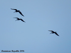 37 Pelican Fly-By