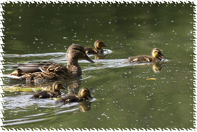 Mallard's family