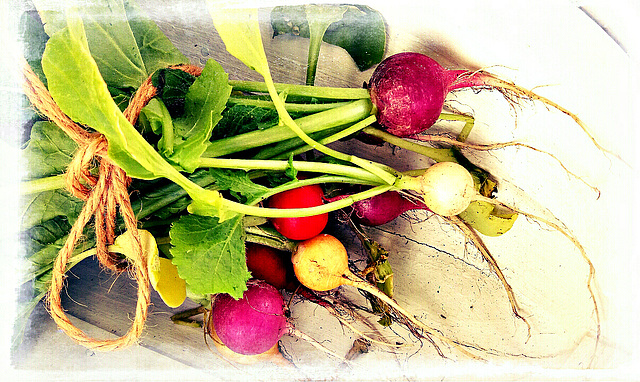 Rainbow Radishes. ...., home grown !!