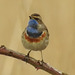 20180403 3441CP~V [D~AUR] Blaukehlchen, Leybucht, Greetsiel