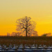 Lone tree, Stafford