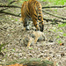 Tiger cubs (1)