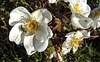 20200521 7656CPw [D~MI] Bibernell-Rose (Rosa spinosissima), Seidenhaariger Schnellkäfer (Prosternon tesselatum), Hille