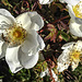 20200521 7656CPw [D~MI] Bibernell-Rose (Rosa spinosissima), Seidenhaariger Schnellkäfer (Prosternon tesselatum), Hille