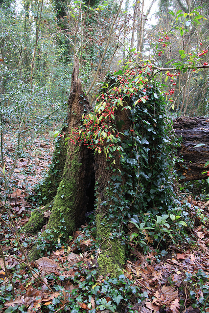 Dinas Powys Woods