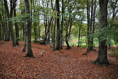 Wäldchen "Zur Hütte" (Sprockhövel) / 6.11.2022