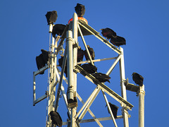 Black vultures atop an electrical tower