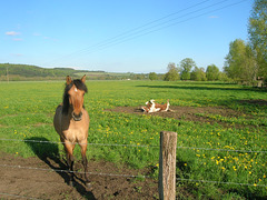 chevaux heureux
