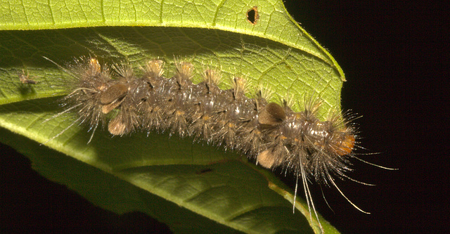 IMG 8442caterpillar