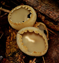 Cup Fungi