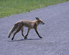 renard / fox