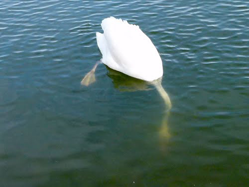 Köpfchen tief ins Wasser ... ♪ ♫ Köpfchen tief ins Wasser ... ♪ ♫