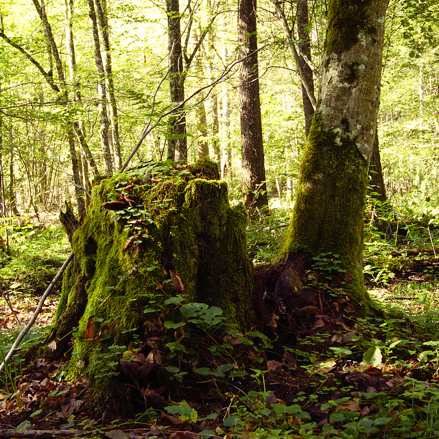 Białowieża