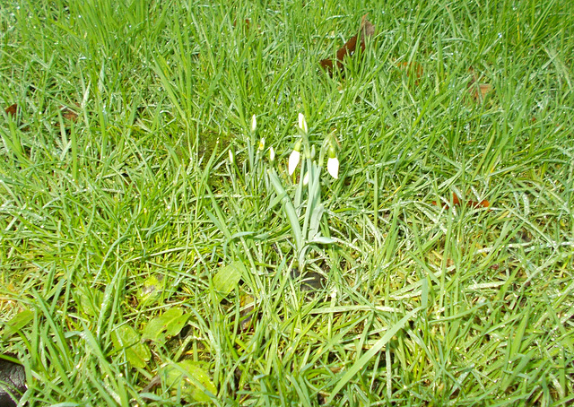 gdn - snowdrops 01jan2017