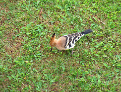 Hoopoe, Alvor (2011)