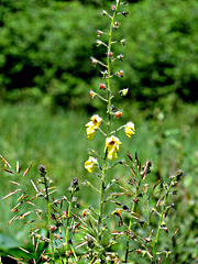 Moth Mullein