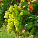 Saftige Silvaner-Trauben - Juicy Silvaner grapes