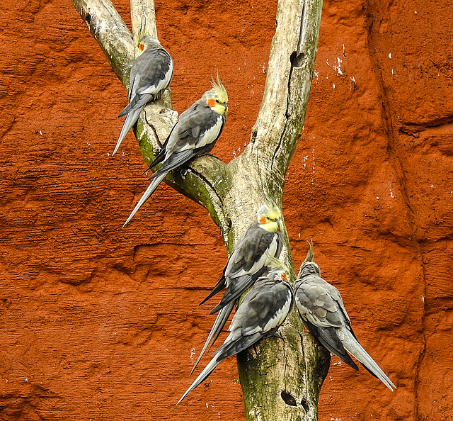 20190901 5534CPw [D~VR] Nymphensittich (Nymphicus hollandicus), Vogelpark Marlow