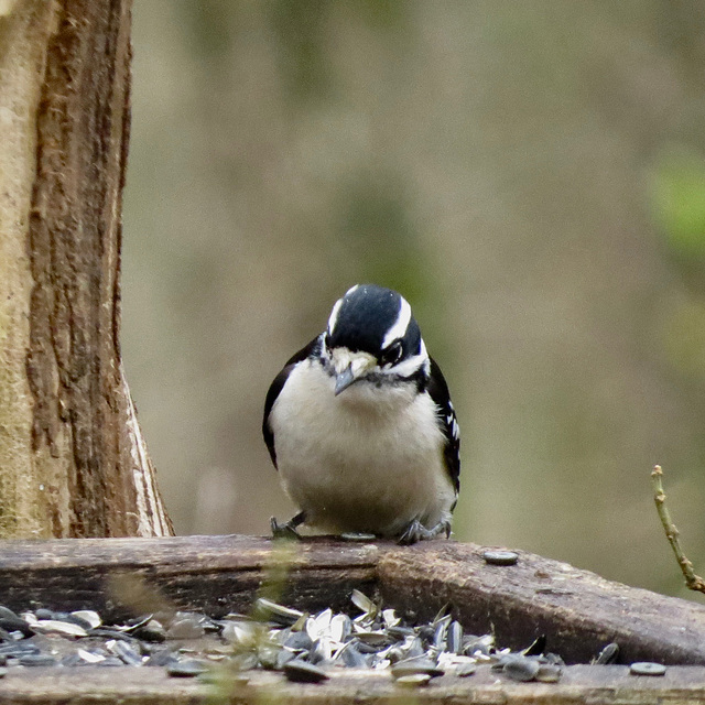 Downy woodpecker